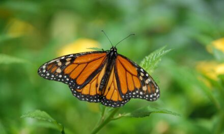 La Mariposa Monarca